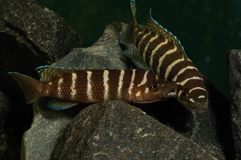 Neolamprologus cylindricus 'Kasanga'